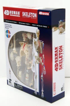 Aoshima 107119 4D Vision No.08 Whole Body Skeleton Model Non-scale Kit -Model Toys 107126 3 38935.1613637162