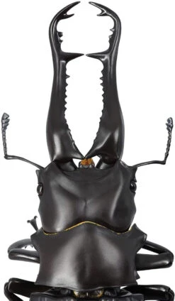 Kaiyodo Revogeo Giraffe Stag-Beetle Figure 28 Kaiyodo Revogeo Giraffe Stag-Beetle Figure -Model Toys 4537807170071 23664c63965cd96ac230ac747aadd64f 46248.1621568496