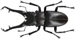 Kaiyodo Revogeo Giraffe Stag-Beetle Figure 23 Kaiyodo Revogeo Giraffe Stag-Beetle Figure -Model Toys 4537807170071 4565f7acf0afa4d9f27b248613534151 59455.1621568493