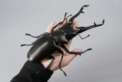 Kaiyodo Revogeo Giraffe Stag-Beetle Figure 26 Kaiyodo Revogeo Giraffe Stag-Beetle Figure -Model Toys 4537807170071 89513528262b887a751c076f8218e7f7 75737.1621568495
