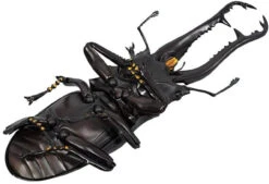 Kaiyodo Revogeo Giraffe Stag-Beetle Figure 32 Kaiyodo Revogeo Giraffe Stag-Beetle Figure -Model Toys 4537807170071 a92789496f6e12b9005e552d344439cd 90989.1621568498