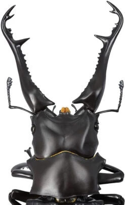 Kaiyodo Revogeo Giraffe Stag-Beetle Figure 27 Kaiyodo Revogeo Giraffe Stag-Beetle Figure -Model Toys 4537807170071 ddf1dc1ba0465abf039d2d42fa6c9423 71545.1621568495