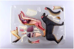 Aoshima 107102 4D Vision No.18 Dog Anatomy Model Non-scale Kit -Model Toys 4905083107102 440d2c2554dad0e0908cf917b2067403 71344.1587455781