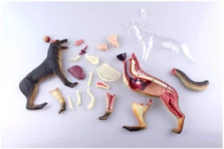 Aoshima 107102 4D Vision No.18 Dog Anatomy Model Non-scale Kit -Model Toys 4905083107102 4f1efd6f7efaa9f383c17937825dfa14 98420.1587455781