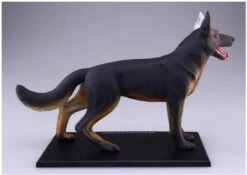 Aoshima 107102 4D Vision No.18 Dog Anatomy Model Non-scale Kit -Model Toys 4905083107102 811984739f2fba3867ab4908b9b60aec 46344.1587455779