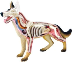 Aoshima 107102 4D Vision No.18 Dog Anatomy Model Non-scale Kit -Model Toys 4905083107102 8d9da4b20b1be1dc624ba32e68812a61 88687.1587455777