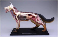 Aoshima 107102 4D Vision No.18 Dog Anatomy Model Non-scale Kit -Model Toys 4905083107102 ab16202e2c8b2be01eec383332bcf076 55023.1587455779