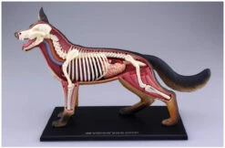 Aoshima 107102 4D Vision No.18 Dog Anatomy Model Non-scale Kit -Model Toys 4905083107102 b2fd750a438ac298b42765a9f681a894 42328.1587455780