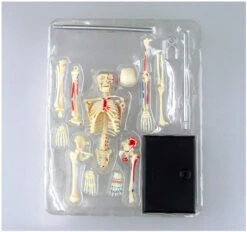Aoshima 107119 4D Vision No.08 Whole Body Skeleton Model Non-scale Kit -Model Toys 4905083107126 022f8bcd1f6b9d2bdbca2d69749c014f 50832.1575864825