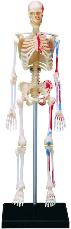 Aoshima 107119 4D Vision No.08 Whole Body Skeleton Model Non-scale Kit -Model Toys 4905083107126 368f5de5c698d66dd6c8a8619298bc46 23689.1575864822