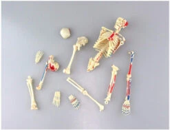 Aoshima 107119 4D Vision No.08 Whole Body Skeleton Model Non-scale Kit -Model Toys 4905083107126 98984a97478a7d9c917bc4a0bdc2dca4 62800.1575864826
