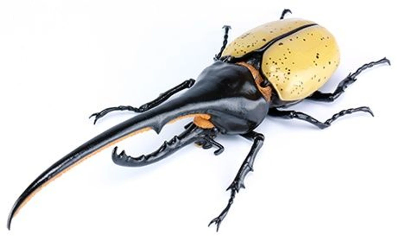 Fujimi Research Series Hercules Beetle Special Edition W/Commentary Ver.2 Plastic Model 1 Fujimi Research Series Hercules Beetle Special Edition W/Commentary Ver.2 Plastic Model